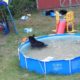 A bear family takes a dip in our pool - Part III