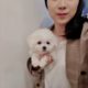 A doll like mini bichon frise  lovely and cutest puppies video - Teacup puppies KimsKennelUS