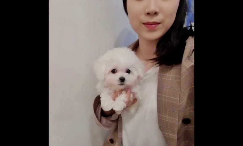 A doll like mini bichon frise lovely and cutest puppies video - Teacup puppies KimsKennelUS