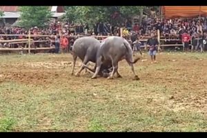 AMAZING Buffalo Fights Part 4 - Real Animal Fighting in Toraja, Indonesia