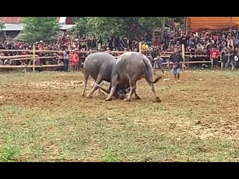 AMAZING Buffalo Fights Part 4 - Real Animal Fighting in Toraja, Indonesia