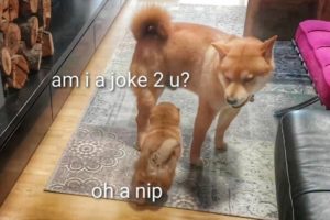 AMGERY daddo - the return Ep10 / Shiba Inu puppies (with captions)