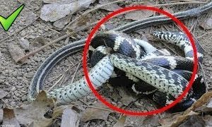 ANIMAL vs Animal Fights SNAKE vs SNAKE BEST Animals Documentary National Geographic - Best Snake Do