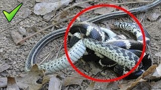 ANIMAL vs Animal Fights SNAKE vs SNAKE BEST Animals Documentary National Geographic - Best Snake Do