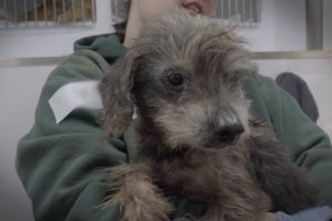 ASPCA Rescues Over 600 Animals in North Carolina