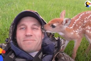 Abandoned Baby Deer Rescued And Rehabilitated by Hero | The Dodo Heroes