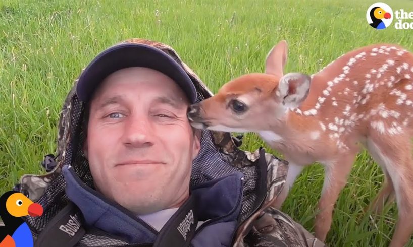Abandoned Baby Deer Rescued And Rehabilitated by Hero | The Dodo Heroes
