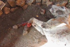 Abused donkey with legs lacerated rescued