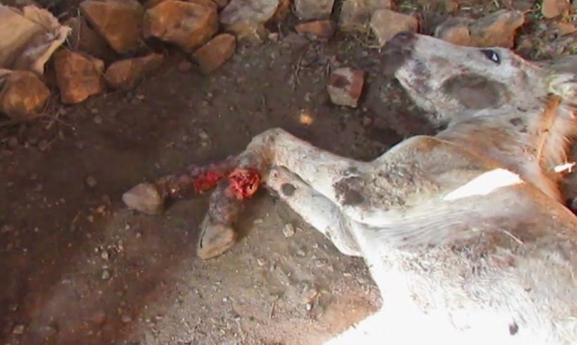 Abused donkey with legs lacerated rescued