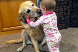 Adorable Babies Playing With Dogs and Cats - Funny Babies Compilation 2018