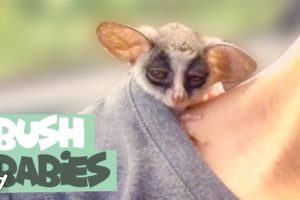 Adorable Bush Baby Compilation | Bush Babies as Pets