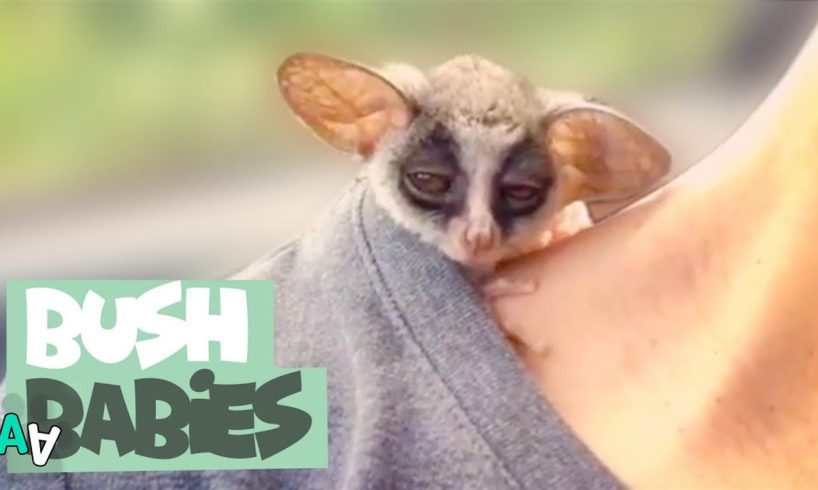 Adorable Bush Baby Compilation | Bush Babies as Pets