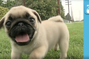 Adorable Puppies Bump The Camera! (CUTE COMPILATION!) - Puppy Love