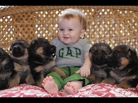 Adorable Puppies and Kittens Playing With Babies Very Cute Compilation 2016