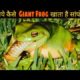 African Frog vs Snake Most Dangerous Fight in The World || Animal Fights