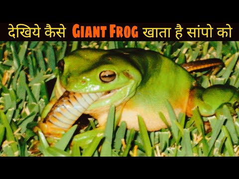African Frog vs Snake Most Dangerous Fight in The World || Animal Fights