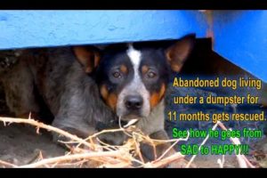 After living under a dumpster for 11 months, this dog gets rescued and goes from SAD to HAPPY!