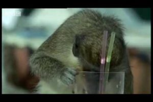 Alcoholic Vervet Monkeys! - Weird Nature - BBC animals