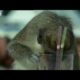 Alcoholic Vervet Monkeys! - Weird Nature - BBC animals