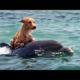 Amazing Animal Rescues