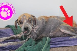 Amazing Dog Transformation - Animal Rescue on Curacao