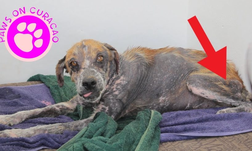 Amazing Dog Transformation - Animal Rescue on Curacao