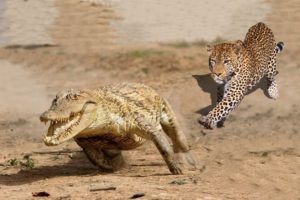 Amazing Jaguar Hunting Crocodile While Sleeping | Big Battle Animals Real