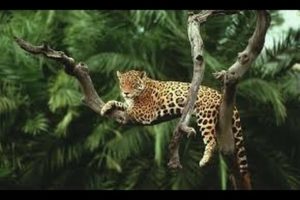 Amazon rainforest animals - Discover the animals in the Amazon Forest