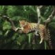Amazon rainforest animals - Discover the animals in the Amazon Forest