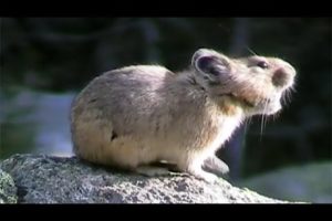 American Pikas Calling Out ~ Cute Animals in Nature