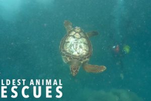 Amputee Turtle’s Epic Adventure | WILDEST ANIMAL RESCUES