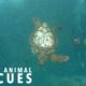 Amputee Turtle’s Epic Adventure | WILDEST ANIMAL RESCUES