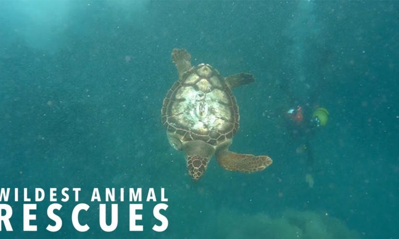 Amputee Turtle’s Epic Adventure | WILDEST ANIMAL RESCUES