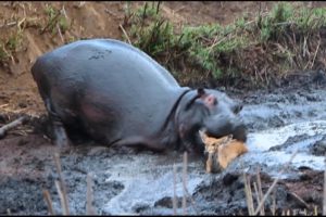 Angry Hippo Crushes Antelope