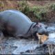 Angry Hippo Crushes Antelope