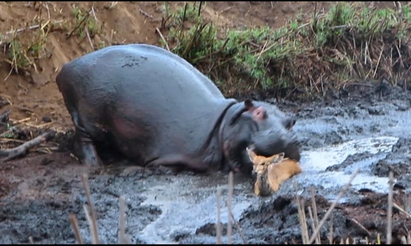 Angry Hippo Crushes Antelope