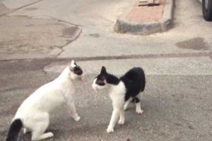 Animal Fight Club, Cats Fighting In The Street, Part 2 - החתול העבריין בקרב רחוב