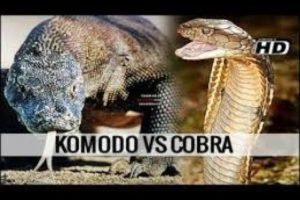 Animal Fight Club Season 2 Episode 14: Komodo Dragon Vs King Cobra