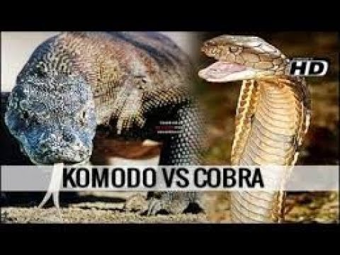 Animal Fight Club Season 2 Episode 14: Komodo Dragon Vs King Cobra