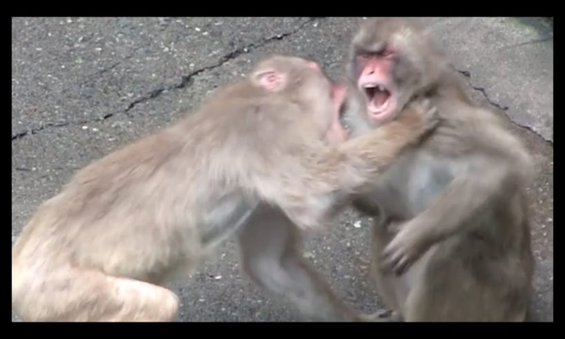Animal Fight : Monkeys Fight