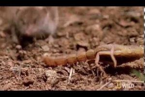 Animal Fight Night! Unsuspecting Shrew Gets Attacked By a Scorpion ! (Voiceover)