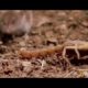 Animal Fight Night! Unsuspecting Shrew Gets Attacked By a Scorpion ! (Voiceover)
