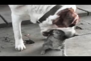 Animal Fighting FUNNY VIDEO Compilations