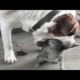 Animal Fighting FUNNY VIDEO Compilations