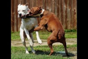 Animal Fights 5 smart dogs use tactics to beat a HUGE King Cobra!