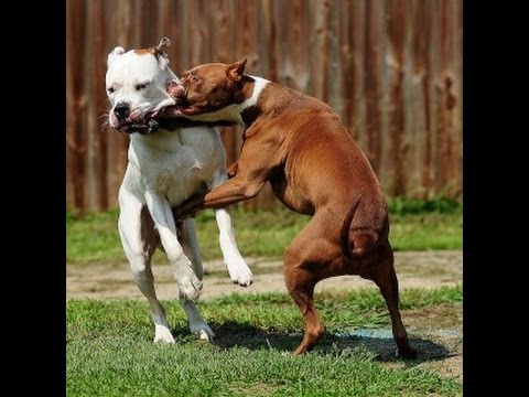 Animal Fights 5 smart dogs use tactics to beat a HUGE King Cobra!