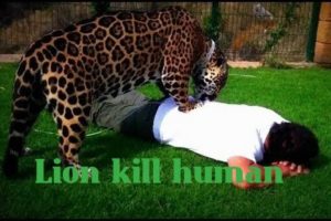 Animal Fights: Lion Attack Human - Amazing Lion Attack Human On TV