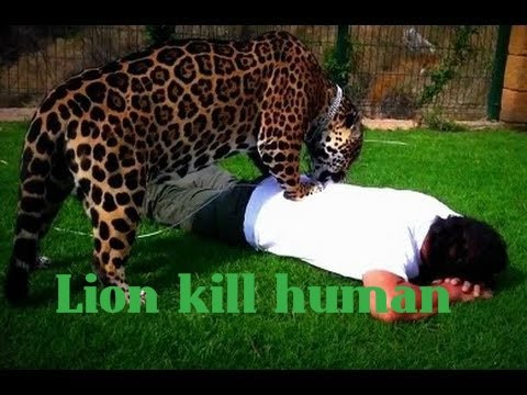 Animal Fights: Lion Attack Human - Amazing Lion Attack Human On TV