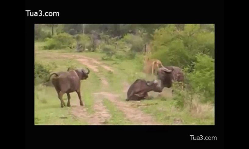 Animal Fights Videos Part  38