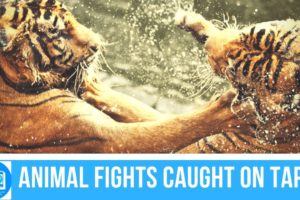 Animal Planet - Most Amazing Moments Of Wild Animal Fights Eachother - Caught On Camera